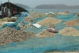 મહીસાગર: નાની માછલીઓ પકડી સૂકવીને ધંધો કરાતો ગેરકાયદેસર મત્સ્ય ઉદ્યોગ ઝડપાયો