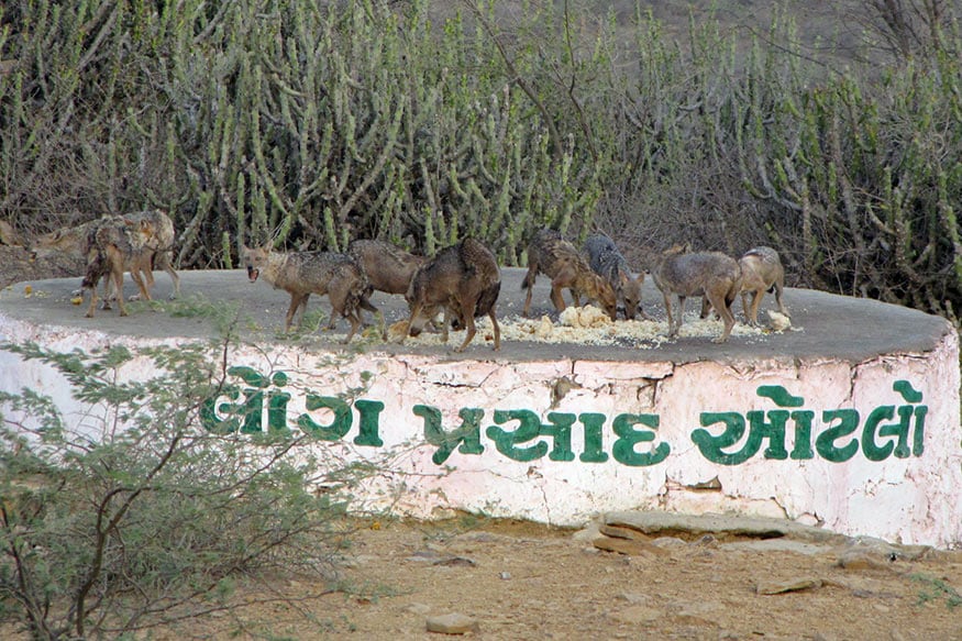 માનવ અને વન્યપ્રાણીઓનાં સહઅસ્તિત્વની આ કહાની રસપ્રદ છે. કચ્છ જિલ્લામાં ભારત-પાકિસ્તાન સરહદે આવેલા કાળા ડુંગર પર રોજ મંદિરનો ઘંટ વાગે એટલે શિયાળ (jackals) પ્રસાદ લેવા આવી જાય છે. કહેવાય છે કે, આ પરંપરા અંદાજિત છેલ્લી ચાર સદીઓથી ચાલે છે. (સ્ટોરીઃ વિજયસિંહ પરમાર) માનવ અને વન્યપ્રાણીઓનાં સહઅસ્તિત્વની આ કહાની રસપ્રદ છે. કચ્છ જિલ્લામાં ભારત-પાકિસ્તાન સરહદે આવેલા કાળા ડુંગર પર રોજ મંદિરનો ઘંટ વાગે એટલે શિયાળ (jackals) પ્રસાદ લેવા આવી જાય છે. કહેવાય છે કે, આ પરંપરા અંદાજિત છેલ્લી ચાર સદીઓથી ચાલે છે. (સ્ટોરીઃ વિજયસિંહ પરમાર)