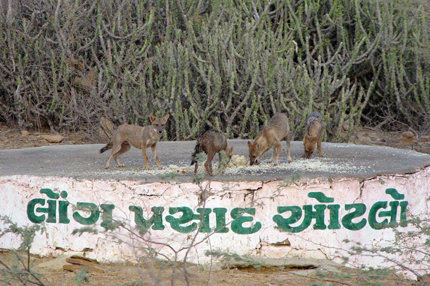 મંદિરના ટ્રસ્ટી હિરાલાલ રાજદેએ ન્યૂઝ18 ગુજરાતીને જણાવ્યુ કે, "આ પરંપરા પાછળ એક કહાની છે. વર્ષો પહેલા ભગવાન દત્તાત્રેય અહીંથી પસાર થયા હતા અને આ દરમિયાન કોઇ માલધારીના ગાયો લૂંટી ગયો હતો. તેમણે આ ગાયોને બચાવીને માલધારીઓને પાછી અપાવી અને આ કાળા ડૂંગર રોકાયા હતા અને ત્યાં સાધના કરી હતી. તેઓ તેમના આશ્રમમાં ભૂખ્યા લોકોને જમાડતા. એક વખતે ભૂખ્યુ શિયાળ ત્યાં આવ્યું અને તેના ખાવા આપવા માટે તેમની પાસે કશું વધ્યું નહોતું એટલે તેમણે તેમનો હાથ કાપીને શિયાળને આપ્યો પણ શિયાળે તે આરોગ્યો નહીં અને પાછું ચાલ્યું ગયું. શિયાળમાં પણ આ સંસ્કારને યાદ કરીને તેમજ શિયાળ દત્તાત્રેયનું વાહન ગણાતું હોય આજે પણ શિયાળને પ્રસાદ આપવામાં આવે છે. આજે પણ શિયાળ ત્યાં આવે છે.” મંદિરના ટ્રસ્ટી હિરાલાલ રાજદેએ ન્યૂઝ18 ગુજરાતીને જણાવ્યુ કે, "આ પરંપરા પાછળ એક કહાની છે. વર્ષો પહેલા ભગવાન દત્તાત્રેય અહીંથી પસાર થયા હતા અને આ દરમિયાન કોઇ માલધારીના ગાયો લૂંટી ગયો હતો. તેમણે આ ગાયોને બચાવીને માલધારીઓને પાછી અપાવી અને આ કાળા ડૂંગર રોકાયા હતા અને ત્યાં સાધના કરી હતી. તેઓ તેમના આશ્રમમાં ભૂખ્યા લોકોને જમાડતા. એક વખતે ભૂખ્યુ શિયાળ ત્યાં આવ્યું અને તેના ખાવા આપવા માટે તેમની પાસે કશું વધ્યું નહોતું એટલે તેમણે તેમનો હાથ કાપીને શિયાળને આપ્યો પણ શિયાળે તે આરોગ્યો નહીં અને પાછું ચાલ્યું ગયું. શિયાળમાં પણ આ સંસ્કારને યાદ કરીને તેમજ શિયાળ દત્તાત્રેયનું વાહન ગણાતું હોય આજે પણ શિયાળને પ્રસાદ આપવામાં આવે છે. આજે પણ શિયાળ ત્યાં આવે છે.”