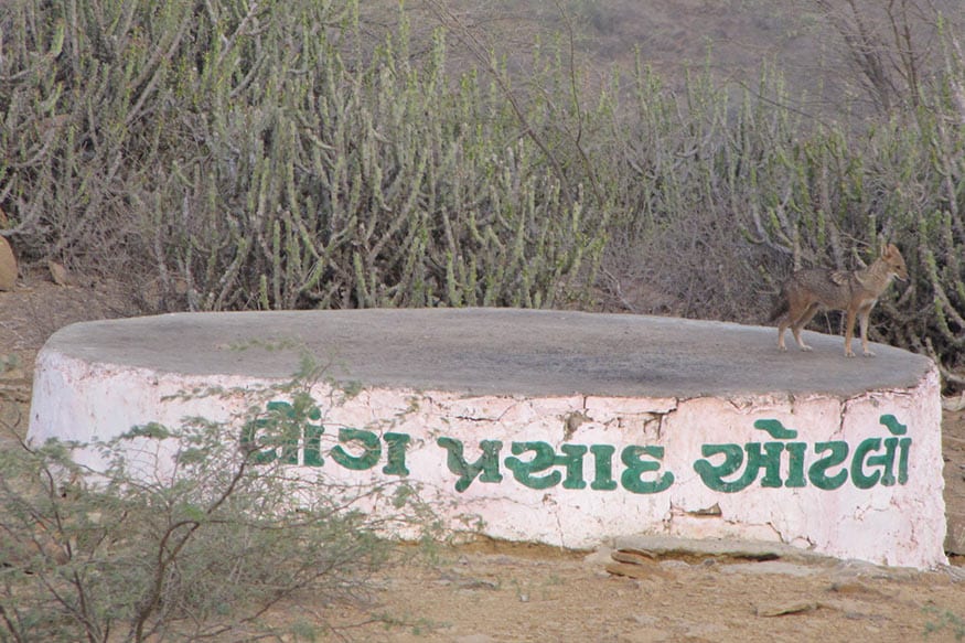 આ પંરપરા વિશે અનેક પ્રકારની બીજી કહાની પણ છે પણ આ બધાનો મૂળ સાર એક જ નીકળે છે કે, ભુખ્યા શિયાળ માટે ભગવાન દત્તાત્રેયની સંવેદના. પુજારી રોજ બોલતા હતા કે, લો અંગ, લો અંગ, આ લો અંગનું જતા દહાડે અપભ્રંશ થઇને લોંગ થઇ ગયું. આ વિસ્તાર કચ્છના રણના અભ્યારણ્યના વિસ્તારની અંદર આવે છે અને કાળા ડુંગર ઉપર 1437 ફૂટ ઉપર મંદિર આવેલુ છે. આ પંરપરા વિશે અનેક પ્રકારની બીજી કહાની પણ છે પણ આ બધાનો મૂળ સાર એક જ નીકળે છે કે, ભુખ્યા શિયાળ માટે ભગવાન દત્તાત્રેયની સંવેદના. પુજારી રોજ બોલતા હતા કે, લો અંગ, લો અંગ, આ લો અંગનું જતા દહાડે અપભ્રંશ થઇને લોંગ થઇ ગયું. આ વિસ્તાર કચ્છના રણના અભ્યારણ્યના વિસ્તારની અંદર આવે છે અને કાળા ડુંગર ઉપર 1437 ફૂટ ઉપર મંદિર આવેલુ છે.