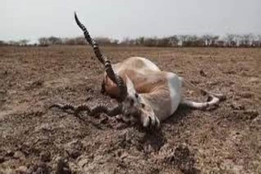 આશરે બે મહિના પહેલા ભાવનગરથી આશરે 50 કિ.મી.ના અંતરે આવેલા કાળાથળાવ નર્મદ રોડ પાસે પાંચ કાળિયારના મૃતદેહો મળી આવ્યા હતા. આ ઘટનાથી વન વિભાગ, પર્યાવરણ વિભાગ સહિતની ટીમો દોડતી થઇ હતી. પ્રાથમિક તપાસમાં કાળિયારના મોત ઝેરી પાણી પીવાથી થયા હોવાનું તારણ નીકળ્યું હતું. જોકે, ટીમ દ્વારા નમુના લઇને એફએસએલમાં મોકલી આપ્યા હતા. જોકે, આ રીપોર્ટ આવી ગયા બાદ સમગ્ર ઘટના ઉપરથી પડદો ઉચકાયો છે. રિપોર્ટ પ્રમાણે પાંચ કાળિયારના મોત કેમિકલયુક્ત પાણી પીવાથી જ નિપજ્યા છે. આ કેમિકલ ઘટના સ્થળ નજીક આવેલી અર્ચિત ઓર્ગેનોસિસ કંપનીની પ્રોડક્ટનું જ કેમિકલ છે. જે કાળિયારના શરૂરમાંથી મળી આવ્યું છે. આ મામલે વન વિભાગ દ્વારા કંપનીના મેનેજીંગ ડાયરેક્ટર અને મેનેજરની અટકાયત કરીને કોર્ટમાં રજૂ કરાયા હતા જેમને શરતી જામીન મળી ગયા છે. આશરે બે મહિના પહેલા ભાવનગરથી આશરે 50 કિ.મી.ના અંતરે આવેલા કાળાથળાવ નર્મદ રોડ પાસે પાંચ કાળિયારના મૃતદેહો મળી આવ્યા હતા. આ ઘટનાથી વન વિભાગ, પર્યાવરણ વિભાગ સહિતની ટીમો દોડતી થઇ હતી. પ્રાથમિક તપાસમાં કાળિયારના મોત ઝેરી પાણી પીવાથી થયા હોવાનું તારણ નીકળ્યું હતું. જોકે, ટીમ દ્વારા નમુના લઇને એફએસએલમાં મોકલી આપ્યા હતા. જોકે, આ રીપોર્ટ આવી ગયા બાદ સમગ્ર ઘટના ઉપરથી પડદો ઉચકાયો છે. રિપોર્ટ પ્રમાણે પાંચ કાળિયારના મોત કેમિકલયુક્ત પાણી પીવાથી જ નિપજ્યા છે. આ કેમિકલ ઘટના સ્થળ નજીક આવેલી અર્ચિત ઓર્ગેનોસિસ કંપનીની પ્રોડક્ટનું જ કેમિકલ છે. જે કાળિયારના શરૂરમાંથી મળી આવ્યું છે. આ મામલે વન વિભાગ દ્વારા કંપનીના મેનેજીંગ ડાયરેક્ટર અને મેનેજરની અટકાયત કરીને કોર્ટમાં રજૂ કરાયા હતા જેમને શરતી જામીન મળી ગયા છે.