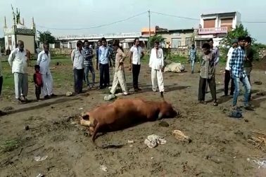 એક સાથે નવ ગાયોના મોતના પગલે ગ્રામજનોમાં ભયનો માહોલ ફેલાયો હતો. બીજા પશુપાલકોમાં ચિંતા ફેલાઇ હતી. એક સાથે નવ ગાયોના મોતના પગલે ગ્રામજનોમાં ભયનો માહોલ ફેલાયો હતો. બીજા પશુપાલકોમાં ચિંતા ફેલાઇ હતી.