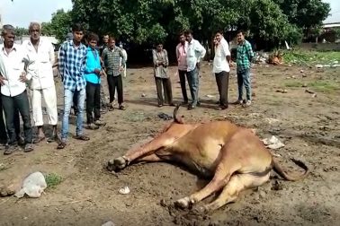 જૂનાગઢ જિલ્લામાં એક સાથે નવ ગાયોના મોત થયાની ઘટના બની છે. આ ઘટનાથી ગામના પશુપાલકોમાં ભયનો માહોલ ફેલાયો હતો. ખોરાકી ઝેરના અસરના કારણે ગાયોના મોત થયાનું ગામના લોકોનું માનવું છે. ગામના લોકોએ આ અંગે તંત્રને જાણ કરી હતી. (યુનુશ, જૂનાગઢ) જૂનાગઢ જિલ્લામાં એક સાથે નવ ગાયોના મોત થયાની ઘટના બની છે. આ ઘટનાથી ગામના પશુપાલકોમાં ભયનો માહોલ ફેલાયો હતો. ખોરાકી ઝેરના અસરના કારણે ગાયોના મોત થયાનું ગામના લોકોનું માનવું છે. ગામના લોકોએ આ અંગે તંત્રને જાણ કરી હતી. (યુનુશ, જૂનાગઢ)