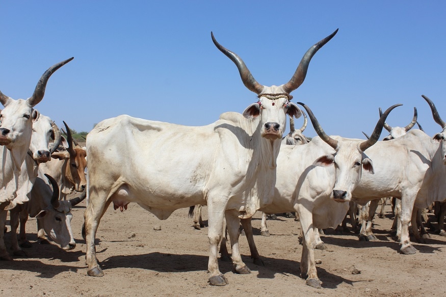 નારી ગાયની શિંગડાઓ ખુબ અણિદાર અનેે ઉપરની તરફ નીકળતા હોય છે. નારી ગાય સરેરાશ રોજ 8 થી 10 લીટર દૂધ આપે છે. નારી ગાયના વાછરડાંનો ખેતી માટે ઉપયોગ થાય છે. નારી ગાયની સંખ્યા 50 હજારથી વધુ હોવાનો અંદાજ છે. આમાની ઘણી સંખ્યા ગુજરાતમાં પણ છે. નારી ગાયની શિંગડાઓ ખુબ અણિદાર અનેે ઉપરની તરફ નીકળતા હોય છે. નારી ગાય સરેરાશ રોજ 8 થી 10 લીટર દૂધ આપે છે. નારી ગાયના વાછરડાંનો ખેતી માટે ઉપયોગ થાય છે. નારી ગાયની સંખ્યા 50 હજારથી વધુ હોવાનો અંદાજ છે. આમાની ઘણી સંખ્યા ગુજરાતમાં પણ છે.
