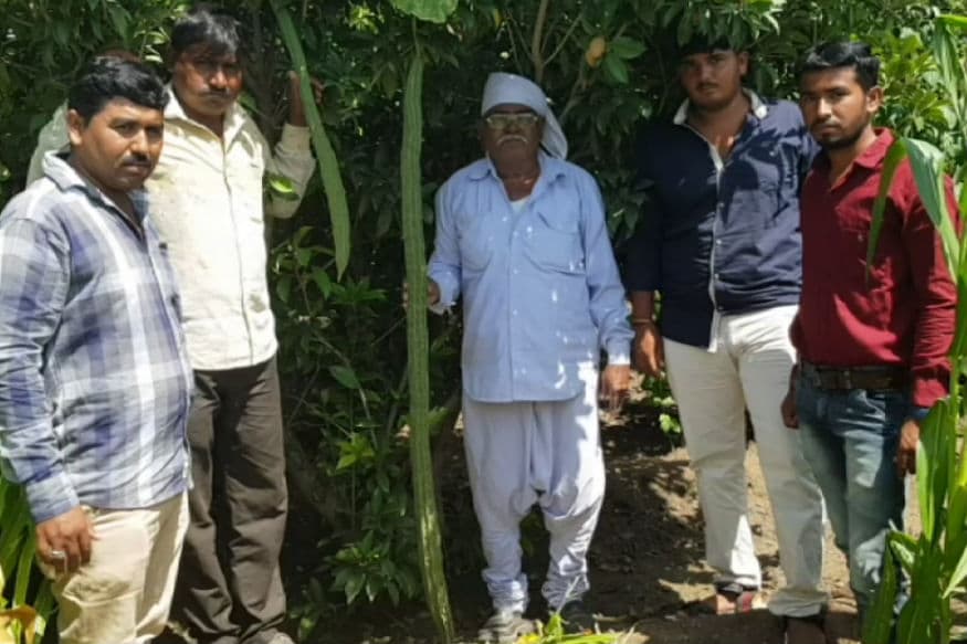 ગુજરાતમાં હાલ વરસાદની અછતના ડાકલા વાગી રહ્યા છે. ત્યારે ખેડૂતો મુંઝવણમાં છે. એવામાં ક્યાંક ક્યાંક કુદરતનો કરિશ્મા પણ જોવા મળી રહ્યો છે. થોડા સમય પહેલા સૌથી મોટી ડુંગળી ચર્ચામાં હતી, પરંતુ હાલ દ્વારકાના જામખંભાળિયા તાલુકાનું વીંઝલપર ગામ હાલ ચર્ચામાં છે. આ ચર્ચાનું કારણ છે અહીં એક ખેડૂતની વાડીમાં 64 ઇંચ લાંબા ઘીસોડા ઉગ્યા છે. કિંજલ કારસરીયા, દેવભૂમિ દ્વારકા ગુજરાતમાં હાલ વરસાદની અછતના ડાકલા વાગી રહ્યા છે. ત્યારે ખેડૂતો મુંઝવણમાં છે. એવામાં ક્યાંક ક્યાંક કુદરતનો કરિશ્મા પણ જોવા મળી રહ્યો છે. થોડા સમય પહેલા સૌથી મોટી ડુંગળી ચર્ચામાં હતી, પરંતુ હાલ દ્વારકાના જામખંભાળિયા તાલુકાનું વીંઝલપર ગામ હાલ ચર્ચામાં છે. આ ચર્ચાનું કારણ છે અહીં એક ખેડૂતની વાડીમાં 64 ઇંચ લાંબા ઘીસોડા ઉગ્યા છે. કિંજલ કારસરીયા, દેવભૂમિ દ્વારકા