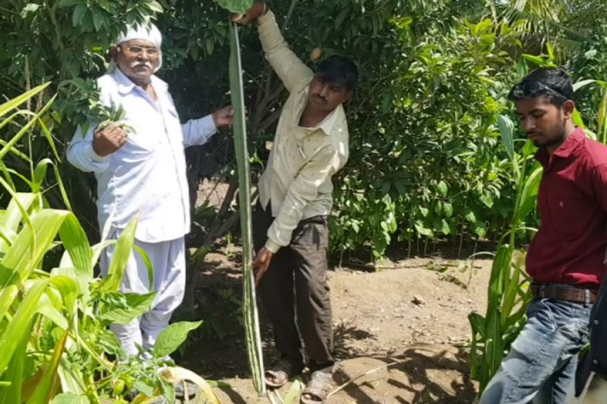 ડાડુભાઇની વાડીમાં લાંબા લાંબા ઘીસોડા આવવાની વાતની જાણ વાયુવેગે આસપાસના વિસ્તારોમાં ફેલાઇ અને પછી શું દુર દુરથી લોકો લાંબા લાંબા ઘીસોડા જોવા આવે છે. ડાડુભાઇની વાડીમાં લાંબા લાંબા ઘીસોડા આવવાની વાતની જાણ વાયુવેગે આસપાસના વિસ્તારોમાં ફેલાઇ અને પછી શું દુર દુરથી લોકો લાંબા લાંબા ઘીસોડા જોવા આવે છે.