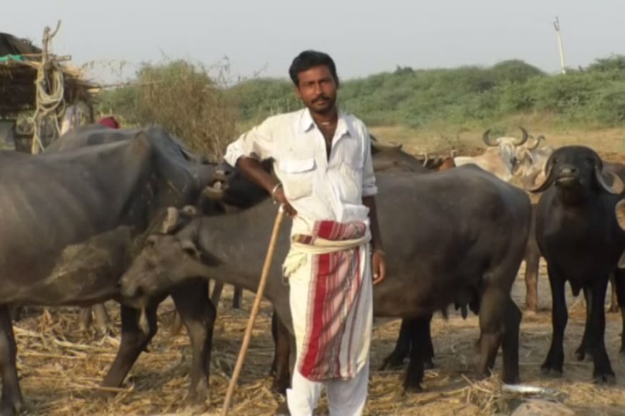 ગુજરાતનાં ઘણા ખરા જિલ્લાઓમાં વર્તમાન ચોમાસા દરમિયાન ઓછો વરસાદ થયો છે. જેથી પાણી અને ઘાસચારાની અછત ઉભી થઇ છે. દ્વારકા જિલ્લાના માલધારીઓ પોતાનાં માલઢોર લઈ ગીર સોમનાથ જિલ્લામાં હિજરત કરી આવવા મજબૂર થયા છે. દિનેશ સોલંકી, ગીર સોમનાથ ગુજરાતનાં ઘણા ખરા જિલ્લાઓમાં વર્તમાન ચોમાસા દરમિયાન ઓછો વરસાદ થયો છે. જેથી પાણી અને ઘાસચારાની અછત ઉભી થઇ છે. દ્વારકા જિલ્લાના માલધારીઓ પોતાનાં માલઢોર લઈ ગીર સોમનાથ જિલ્લામાં હિજરત કરી આવવા મજબૂર થયા છે. દિનેશ સોલંકી, ગીર સોમનાથ