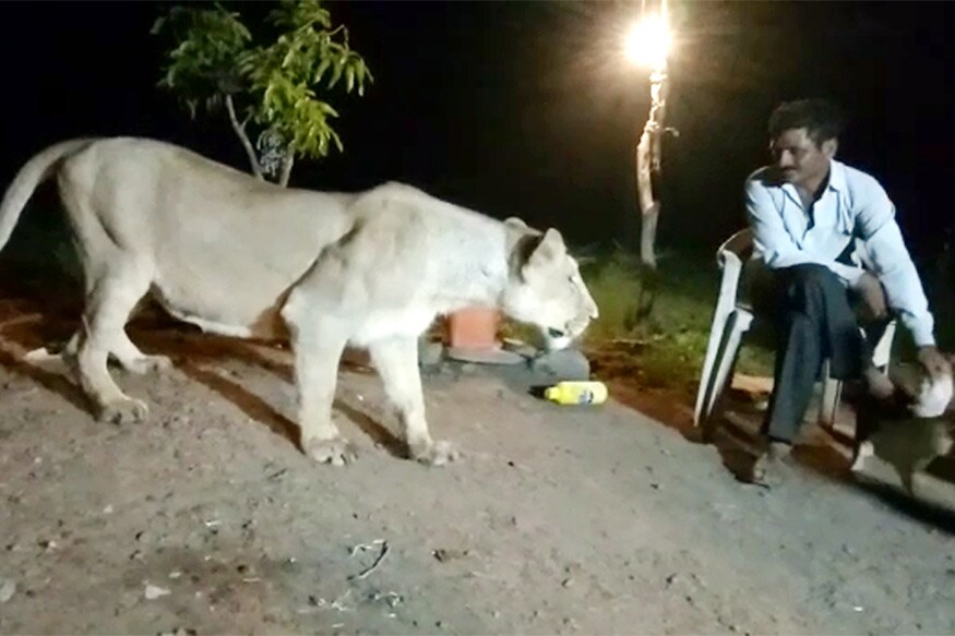 તાજેતરમાં ગીરમાં ગેરકાયદે લાયન શોના પણ અનેક વીડિયો સામે આવ્યા છે. ડ્રોનના ઉપયોગથી વન વિભાગ આવા ગેરકાયદે સિંહ દર્શન પર પણ નજર રાખી શકશે. ડેમોન્ટ્રેશન બાદ હવે ટૂંક સમયમાં જ વિધિવત રીતે ગીર અભ્યારણ્યમાં ડ્રોનનો ઉપયોગ શરૂ કરાશે. તાજેતરમાં ગીરમાં ગેરકાયદે લાયન શોના પણ અનેક વીડિયો સામે આવ્યા છે. ડ્રોનના ઉપયોગથી વન વિભાગ આવા ગેરકાયદે સિંહ દર્શન પર પણ નજર રાખી શકશે. ડેમોન્ટ્રેશન બાદ હવે ટૂંક સમયમાં જ વિધિવત રીતે ગીર અભ્યારણ્યમાં ડ્રોનનો ઉપયોગ શરૂ કરાશે.