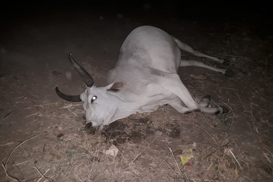મળતી માહિતી પ્રમાણે રતનપુર ગામમાં રબારી સમજના પરિવાર પોતાના ગાયોના ધણને લઇને ચારવા માટે ગયા હતા. ગાયો ચરાવીને પરત ફરતા હતા. ડેરામા ગાયોના ધણ પાછા પરતા સમયે રસ્તામાં અલગ અલગ સ્થળે 16થી વધુ ગાયોના મોત નીપજ્યા હતા. મળતી માહિતી પ્રમાણે રતનપુર ગામમાં રબારી સમજના પરિવાર પોતાના ગાયોના ધણને લઇને ચારવા માટે ગયા હતા. ગાયો ચરાવીને પરત ફરતા હતા. ડેરામા ગાયોના ધણ પાછા પરતા સમયે રસ્તામાં અલગ અલગ સ્થળે 16થી વધુ ગાયોના મોત નીપજ્યા હતા.