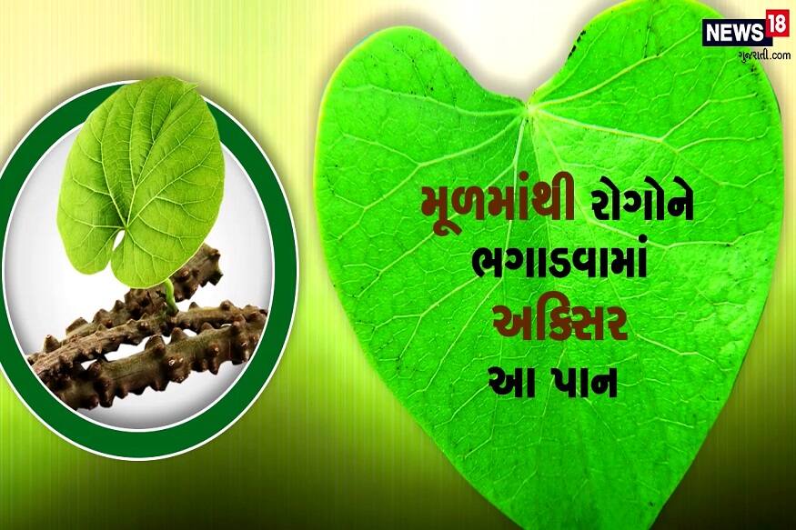 GILOY LEAF HEALTH BENEFITS News18 Gujarati