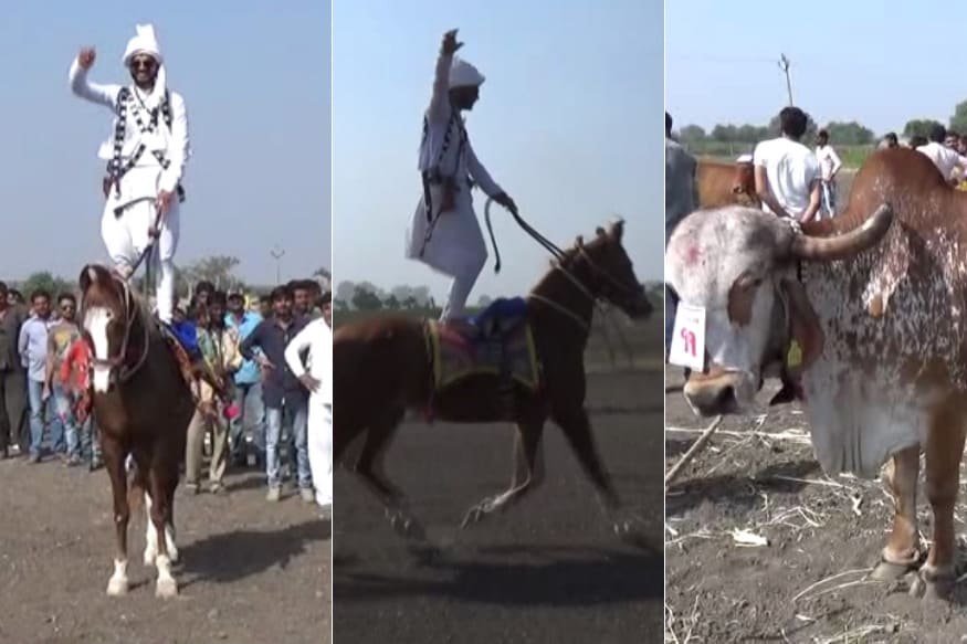 રાજકોટના ઉપલેટા ગામ ખાતે ઉપલેટા પાલિકા અને માધવ ગૌશાળા દ્વારા શ્રેષ્ટ ગીર ગાય અને ગિરખુંટ તથા અશ્વ પ્રદર્શન રાખેલું હતું જેમાં સૌરાષ્ટ સહિત ગુજરાતભારમાંથી અશ્વ અને ગીરગાય ગીર ખૂંટના માલિકોએ પોતાના અશ્વ અને ખુંટ ગાય લઇ આ પ્રદર્શનમાં જોડાયા હતા. રાજકોટના ઉપલેટા ગામ ખાતે ઉપલેટા પાલિકા અને માધવ ગૌશાળા દ્વારા શ્રેષ્ટ ગીર ગાય અને ગિરખુંટ તથા અશ્વ પ્રદર્શન રાખેલું હતું જેમાં સૌરાષ્ટ સહિત ગુજરાતભારમાંથી અશ્વ અને ગીરગાય ગીર ખૂંટના માલિકોએ પોતાના અશ્વ અને ખુંટ ગાય લઇ આ પ્રદર્શનમાં જોડાયા હતા.