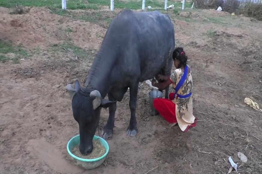 પશુપાલક, વિરમભાઈ આહીરે આ અંગે જણાવતા કહ્યું કે, 'કચ્છનું અભિન્ન અંગ એવા પશુપાલકો ફક્ત ચારા અને પાણીની સમસ્યાથી જ પીડાતા નથી. હવે દૂધ ઉત્પાદનમાં ઘટાડો થતાં માલધારીઓ આર્થિક રીતે પડી ભાંગ્યા છે. પશુપાલકો પાસે પશુઓને ખવડાવવા માટે પુરતો અને પૌષ્ટિક ઘાસચારો નથી. પોષણના અભાવે પશુઓ દૂધ આપતા બંધ થઇ ગયા છે. જેથી પશુપાલકોને તેમની રોજની 1.20 કરોડની આવક ગુમાવવાનો વારો આવ્યો છે.' પશુપાલક, વિરમભાઈ આહીરે આ અંગે જણાવતા કહ્યું કે, 'કચ્છનું અભિન્ન અંગ એવા પશુપાલકો ફક્ત ચારા અને પાણીની સમસ્યાથી જ પીડાતા નથી. હવે દૂધ ઉત્પાદનમાં ઘટાડો થતાં માલધારીઓ આર્થિક રીતે પડી ભાંગ્યા છે. પશુપાલકો પાસે પશુઓને ખવડાવવા માટે પુરતો અને પૌષ્ટિક ઘાસચારો નથી. પોષણના અભાવે પશુઓ દૂધ આપતા બંધ થઇ ગયા છે. જેથી પશુપાલકોને તેમની રોજની 1.20 કરોડની આવક ગુમાવવાનો વારો આવ્યો છે.'