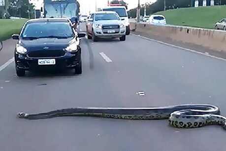 Video: રસ્તો પસાર કરી રહ્યો હતો 10 ફુટનો અજગર પછી થયુ આવું Video: રસ્તો પસાર કરી રહ્યો હતો 10 ફુટનો અજગર પછી થયુ આવું
