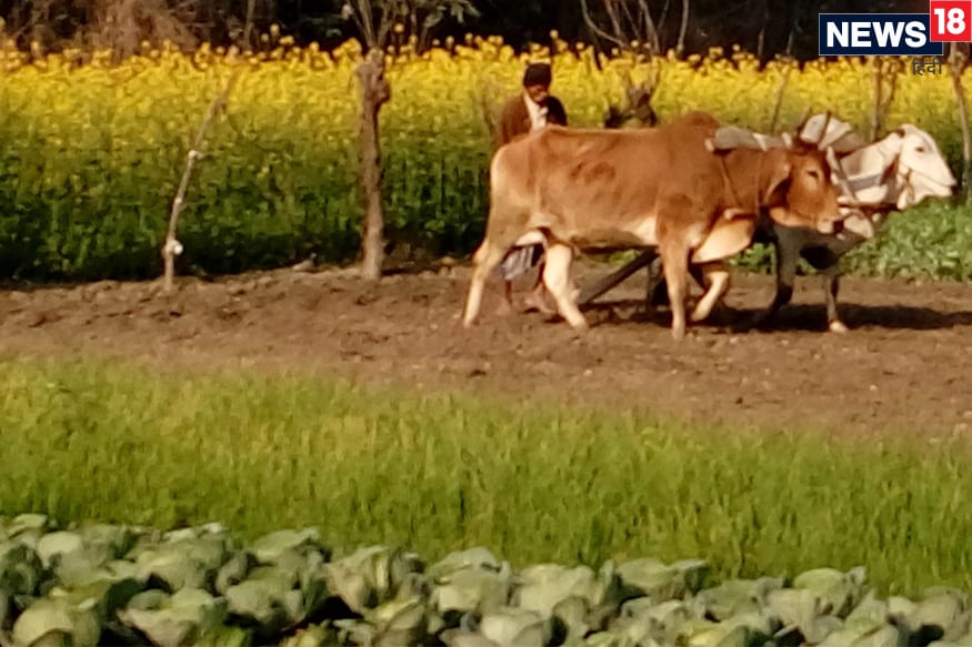 રૂપાલાએ જણાવ્યું હતું કે નેશનલ સેપલ સર્વે ઓર્ગેનાઇઝેશન (એનએસએસઓ)એ દેશના ગ્રામિણ વિસ્તારોમાં 2012-2013માં સર્વે કર્યો હતો. જેમાં કૃષિ પરિવારની શરેરાશ માસિક આવક 6426 રૂપિયાનું અનુમાન લગાવવામાં આવ્યુ છે. રૂપાલાએ જણાવ્યું હતું કે નેશનલ સેપલ સર્વે ઓર્ગેનાઇઝેશન (એનએસએસઓ)એ દેશના ગ્રામિણ વિસ્તારોમાં 2012-2013માં સર્વે કર્યો હતો. જેમાં કૃષિ પરિવારની શરેરાશ માસિક આવક 6426 રૂપિયાનું અનુમાન લગાવવામાં આવ્યુ છે.