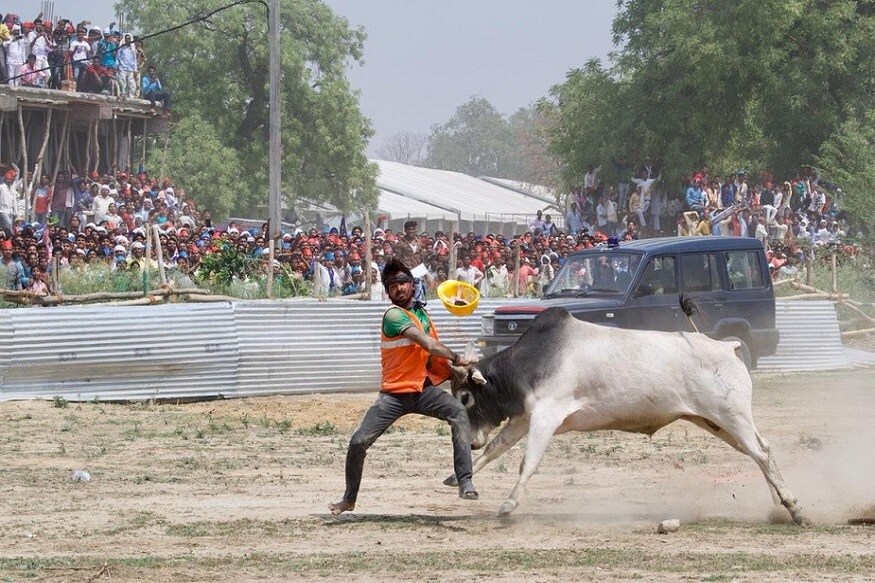 ઉત્તર પ્રદેશના કન્નોજમાં ગુરૂવારે સમાજવાદી પાર્ટીની રેલીમાં એક આખલાએ આતંક મચાવ્યો. વાત જાણે એમ હતી કે, સપાના અધ્યક્ષ અખિલેશ યાદવની પત્ની ડિંપલ યાદવના ચૂંટણી વિસ્તારમાં ચૂંટણી પ્રચાર માટે અખિલેશ યાદવ અને બસપા સુપ્રિમો માયાવતી આવવાના હતા. એવામાં તેમનું હેલિકોપ્ટર લેન્ડ થાય તે પહેલા જ ત્યાં એક રખડતો આખલો પહોંચી ગયો. ઉત્તર પ્રદેશના કન્નોજમાં ગુરૂવારે સમાજવાદી પાર્ટીની રેલીમાં એક આખલાએ આતંક મચાવ્યો. વાત જાણે એમ હતી કે, સપાના અધ્યક્ષ અખિલેશ યાદવની પત્ની ડિંપલ યાદવના ચૂંટણી વિસ્તારમાં ચૂંટણી પ્રચાર માટે અખિલેશ યાદવ અને બસપા સુપ્રિમો માયાવતી આવવાના હતા. એવામાં તેમનું હેલિકોપ્ટર લેન્ડ થાય તે પહેલા જ ત્યાં એક રખડતો આખલો પહોંચી ગયો.