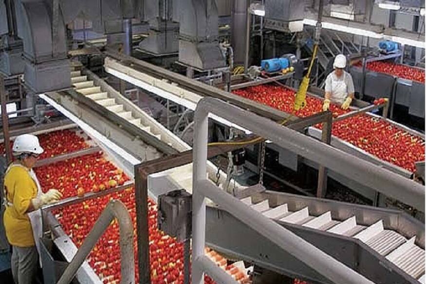 opportunitytomatoketchupplanttomatoprocessingplanttomatosaucemanufacturingunitmudra