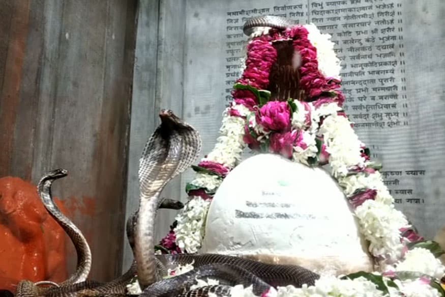પ્રયાગરાજમાં શ્રાવણ મહિનો શિવ ભક્તો માટે ખાસ હોય છે. આ દરમિયાન જેમાં શિવ ભક્ત ભોલે ભંડારીને ખુશ કરવા માટે જાત-જાતના અભિષેક કરવામાં આવે છે. પ્રયાગરાજમાં શ્રાવણમાં કઈંક અનોખા શિવભક્તોએ શિવજીને શ્રુંગાર ઝેરી સાંપથી કર્યો. પ્રયાગરાજમાં શ્રાવણ મહિનો શિવ ભક્તો માટે ખાસ હોય છે. આ દરમિયાન જેમાં શિવ ભક્ત ભોલે ભંડારીને ખુશ કરવા માટે જાત-જાતના અભિષેક કરવામાં આવે છે. પ્રયાગરાજમાં શ્રાવણમાં કઈંક અનોખા શિવભક્તોએ શિવજીને શ્રુંગાર ઝેરી સાંપથી કર્યો.