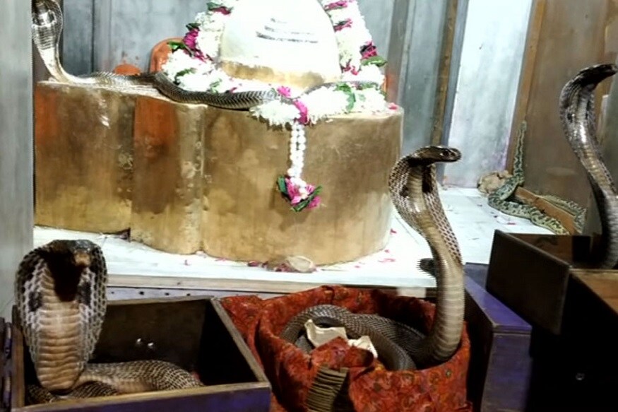 પ્રયાગરાજમાં શિવનો આ અનોખો સર્પ શ્રુંગાર પણ આનો જ એક ભાગ છે, જેમાં શિવજીને તેમના ગળામાં લિપટી રહેવાવાળા સાંપથી સજાવવામાં આવ્યા છે. પ્રયાગરાજમાં શિવનો આ અનોખો સર્પ શ્રુંગાર પણ આનો જ એક ભાગ છે, જેમાં શિવજીને તેમના ગળામાં લિપટી રહેવાવાળા સાંપથી સજાવવામાં આવ્યા છે.