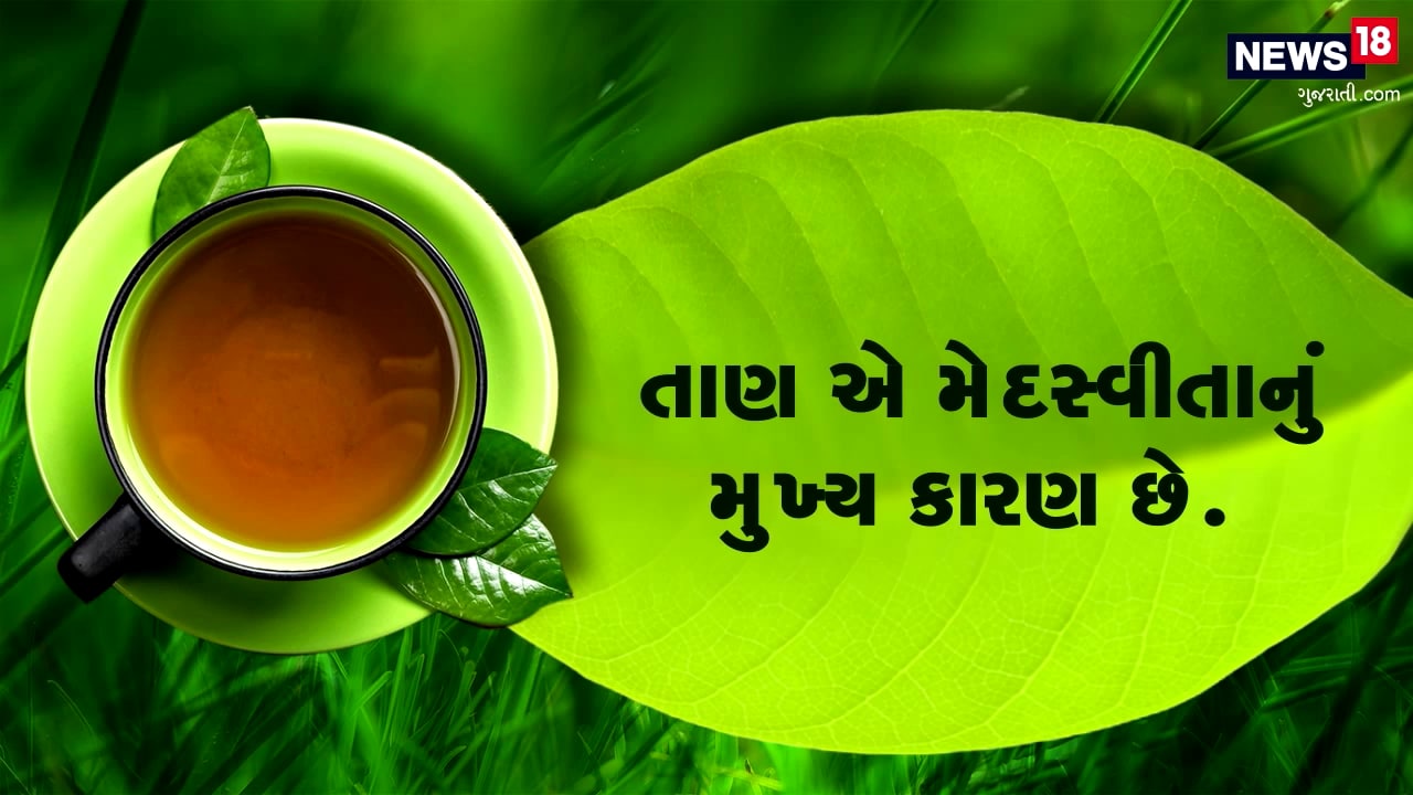 ગ્રીન ટી પીવાથી મેદસ્વીતા ખરેખર ઘટે? પેટ પરથી ચરબીના થર ઉતારવા ગ્રીન ટી કેટલી અસરકારક? જાણો આ કારણ ગ્રીન ટી પીવાથી મેદસ્વીતા ખરેખર ઘટે? પેટ પરથી ચરબીના થર ઉતારવા ગ્રીન ટી કેટલી અસરકારક? જાણો આ કારણ