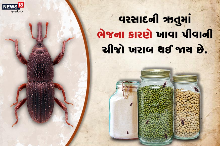 વરસાદની ઋતુમાં ભેજના કારણે ખાવા પીવાની ચીજો ખરાબ થઈ જાય છે. ભેજના કારણે તેમાં કીડા અને ધનેડાં પડવા લાગે છે. તેમ છતાં ઘણાં લોકો તેના પર ઓછું ધ્યાન આપી તેનો ધોઈને પાછો ઉપયોગ કરે છે. વરસાદની ઋતુમાં ભેજના કારણે ખાવા પીવાની ચીજો ખરાબ થઈ જાય છે. ભેજના કારણે તેમાં કીડા અને ધનેડાં પડવા લાગે છે. તેમ છતાં ઘણાં લોકો તેના પર ઓછું ધ્યાન આપી તેનો ધોઈને પાછો ઉપયોગ કરે છે.
