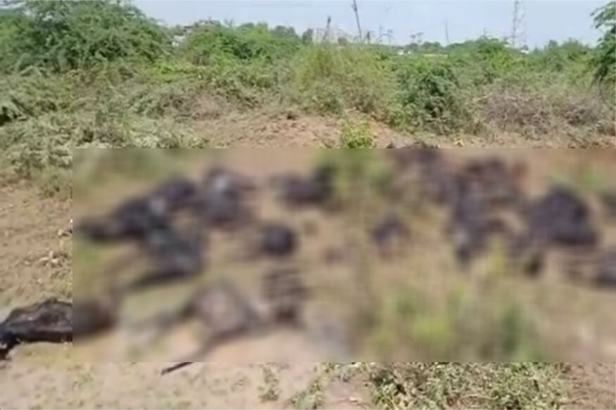 સૌરાષ્ટ્રમાં વરસાદે તારાજી સર્જી છે. ખેડૂતોના ખેતરોમાં ઘૂંટણસમા પાણીથી પાક ધોવાઈ ગયો છે તો પશુપાલકોનું પશુધન મોતને ભેટ્યું છે. હળવદ પંથકમાં ગતરાત્રી મેઘતાંડવના કારણે પશુપાલકોના ઘેટાં બકરાં તણાઈ ગયા છે. પશુપાલકોના મતે 90 જેટલા ઘેટાં બકરાં તણાતાં મોતને ભેટ્યા છે. હળવદના કડિયાણા ગામે 90 ઘેટાં બકરાંના મોત થયા છે, જ્યારે 70 જેટલા ઘેટાં બકરાંના મૃતદેહ મળી આવ્યા છે. સૌરાષ્ટ્રમાં વરસાદે તારાજી સર્જી છે. ખેડૂતોના ખેતરોમાં ઘૂંટણસમા પાણીથી પાક ધોવાઈ ગયો છે તો પશુપાલકોનું પશુધન મોતને ભેટ્યું છે. હળવદ પંથકમાં ગતરાત્રી મેઘતાંડવના કારણે પશુપાલકોના ઘેટાં બકરાં તણાઈ ગયા છે. પશુપાલકોના મતે 90 જેટલા ઘેટાં બકરાં તણાતાં મોતને ભેટ્યા છે. હળવદના કડિયાણા ગામે 90 ઘેટાં બકરાંના મોત થયા છે, જ્યારે 70 જેટલા ઘેટાં બકરાંના મૃતદેહ મળી આવ્યા છે.