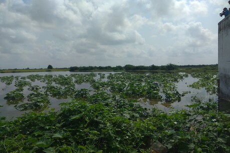 ગ્રાઉન્ડ ઝીરો રિપોર્ટઃ વરસાદથી પાટણના ખેતરોમાં તબાહીનો મંજર ગ્રાઉન્ડ ઝીરો રિપોર્ટઃ વરસાદથી પાટણના ખેતરોમાં તબાહીનો મંજર