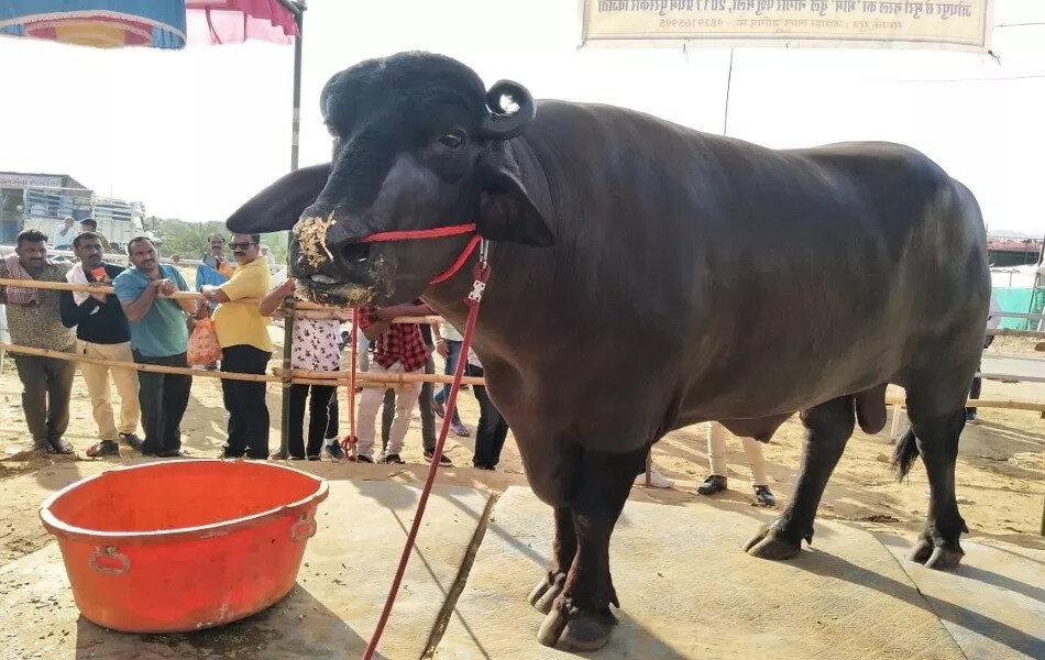 'ભીમ'ના માલિક (owner) દ્વારા દાવો કરવામાં આવ્યો છે કે, 'ભીમ'ની કિંમત 15 કરોડ રૂપિયા રાખવામાં આવી છે. આમ છતાં તેઓ ભીમને વેચવા માંગતા નથી. 'ભીમ'ની ઉંમર 6.2 વર્ષ છે. સારી કદ-કાઠીવાળા 'ભીમ'નું વજન 1300 કિલો એટલે કે 1.3 ટન છે અને છ ફૂટની ઊંચાઇ છે. 'ભીમ'ના માલિક (owner) દ્વારા દાવો કરવામાં આવ્યો છે કે, 'ભીમ'ની કિંમત 15 કરોડ રૂપિયા રાખવામાં આવી છે. આમ છતાં તેઓ ભીમને વેચવા માંગતા નથી. 'ભીમ'ની ઉંમર 6.2 વર્ષ છે. સારી કદ-કાઠીવાળા 'ભીમ'નું વજન 1300 કિલો એટલે કે 1.3 ટન છે અને છ ફૂટની ઊંચાઇ છે.