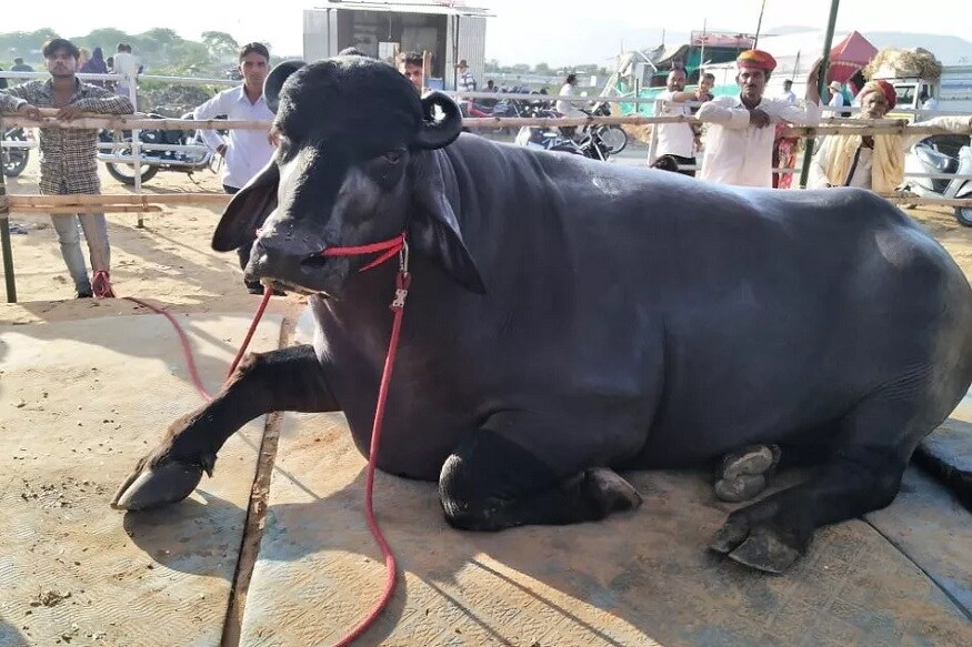 ઉદયપુરમાં (Udaipur) થયેલા એગ્રો ટેક ખેડૂત મેળામાં (Agro Tech Farmer Fair) 'યુવરાજ' પાડાને પછાડીને 'ભીમ' ચર્ચામાં આવ્યો છે. ખોરાકની વાત કરીએ તો 'ભીમ'ના ખોરાક પાછળ આશરે એક લાખ રૂપિયાનો ખર્ચ થાય છે. 'ભીમ' એટલો પ્રસિદ્ધ થયો છે જે પણ મેળામાં આવે છે એ 'ભીમ' સાથે સેલ્ફી (Selfie) પડાવે છે. ઉદયપુરમાં (Udaipur) થયેલા એગ્રો ટેક ખેડૂત મેળામાં (Agro Tech Farmer Fair) 'યુવરાજ' પાડાને પછાડીને 'ભીમ' ચર્ચામાં આવ્યો છે. ખોરાકની વાત કરીએ તો 'ભીમ'ના ખોરાક પાછળ આશરે એક લાખ રૂપિયાનો ખર્ચ થાય છે. 'ભીમ' એટલો પ્રસિદ્ધ થયો છે જે પણ મેળામાં આવે છે એ 'ભીમ' સાથે સેલ્ફી (Selfie) પડાવે છે.