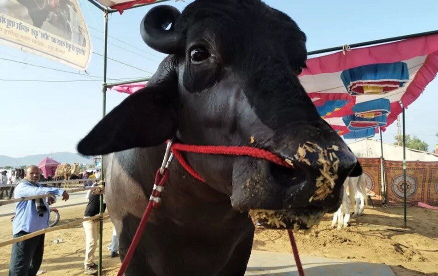 દેશી-વિદેશી પર્યટક ભીમને જોઇને તેના વિશે બધું જ જાણવા માંગે છે. મુસાફરોનું કહેવું છે કે, 'ભીમ' જેવો પાડો તેમણે ક્યારેય જોયો નથી. ધન્ય છે એવા લોકો જે લાખો રૂપિયા ખર્ચીને પશુઓની આવી જાતને સાચવી રાખે છે. દેશી-વિદેશી પર્યટક ભીમને જોઇને તેના વિશે બધું જ જાણવા માંગે છે. મુસાફરોનું કહેવું છે કે, 'ભીમ' જેવો પાડો તેમણે ક્યારેય જોયો નથી. ધન્ય છે એવા લોકો જે લાખો રૂપિયા ખર્ચીને પશુઓની આવી જાતને સાચવી રાખે છે.