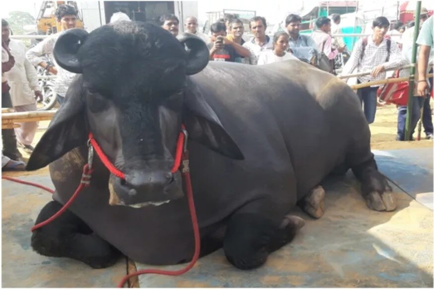 ન્યૂઝ18ગુજરાતીઃ તમને જાણીને નવાઇ લાગશે કે પાડાની કિંમત પણ 15 કરોડ રૂપિયા હોઇ શકે? પરંતુ એક પાડો એવો પણ છે જેની કિંમત આશરે ત્રણ ફેરારી કાર (Ferrari car) એટલે કે 15 કરોડ રૂપિયની આસપાસની છે. આ પાડાનું (male buffalo) નામ ભીમ રાખવામાં આવ્યું છે. ન્યૂઝ18ગુજરાતીઃ તમને જાણીને નવાઇ લાગશે કે પાડાની કિંમત પણ 15 કરોડ રૂપિયા હોઇ શકે? પરંતુ એક પાડો એવો પણ છે જેની કિંમત આશરે ત્રણ ફેરારી કાર (Ferrari car) એટલે કે 15 કરોડ રૂપિયની આસપાસની છે. આ પાડાનું (male buffalo) નામ ભીમ રાખવામાં આવ્યું છે.