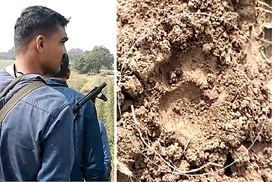 અમરેલી : બગસરામાં માનવભક્ષી દીપડાનું લોકેશન મળ્યું છે. આ દીપડાએ 24 કલાકમાં બે લોકો પર હુમલો કર્યો હતો. જેમાંથી એકનું મોત નીપજ્યું હતું જ્યારે અન્ય એક મહિલા ઇજાગ્રસ્ત હાલતમાં સારવાર હેઠળ છે. દીપડાને પકડવા માટે વન વિભાગ અને પોલીસની ટીમો તેમજ શાર્પશૂટરો પણ ઉતારી દેવામાં આવ્યા છે. સોનારીયા ડેમ પાસે દીપડાનું લોકેશન મળી આવ્યું છે. લોકેશન મળતા જ વન વિભાગની ટીમ દીપડાને પકડવા માટે ત્યાં પહોંચી ગઇ છે. શાર્પ શૂટરો બંદૂક લઇને તૈયાર ત્યાં પહોંચ્યાં છે. મોટી સંખ્યામાં વન વિભાગની ટીમ પણ પહોંચી છે. અમરેલી : બગસરામાં માનવભક્ષી દીપડાનું લોકેશન મળ્યું છે. આ દીપડાએ 24 કલાકમાં બે લોકો પર હુમલો કર્યો હતો. જેમાંથી એકનું મોત નીપજ્યું હતું જ્યારે અન્ય એક મહિલા ઇજાગ્રસ્ત હાલતમાં સારવાર હેઠળ છે. દીપડાને પકડવા માટે વન વિભાગ અને પોલીસની ટીમો તેમજ શાર્પશૂટરો પણ ઉતારી દેવામાં આવ્યા છે. સોનારીયા ડેમ પાસે દીપડાનું લોકેશન મળી આવ્યું છે. લોકેશન મળતા જ વન વિભાગની ટીમ દીપડાને પકડવા માટે ત્યાં પહોંચી ગઇ છે. શાર્પ શૂટરો બંદૂક લઇને તૈયાર ત્યાં પહોંચ્યાં છે. મોટી સંખ્યામાં વન વિભાગની ટીમ પણ પહોંચી છે.