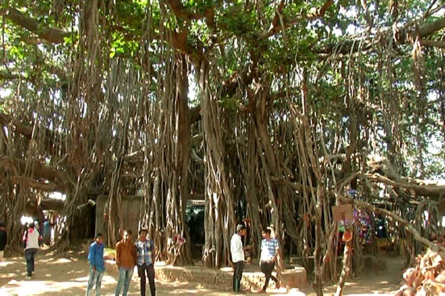 500 વર્ષ જુના વડ અને વડની એક એક વડવાય કે જે ભક્તોને આશિર્વાદ આપતી હોય તેવો અહેસાસ થાય. વડ જેટલી જ લાબી લાંબી વડવાયો છે. એક વડવાઈ બીજી વડવાઈ સાથે જોઈન્ટ થઈ ગઈ છે. એટલે કે ક્યાથી કઈ વડવાઈ નિકળી હશે તેનો અંદાજો લગાવી શકાતો નથી. 500 વર્ષ જુના વડ અને વડની એક એક વડવાય કે જે ભક્તોને આશિર્વાદ આપતી હોય તેવો અહેસાસ થાય. વડ જેટલી જ લાબી લાંબી વડવાયો છે. એક વડવાઈ બીજી વડવાઈ સાથે જોઈન્ટ થઈ ગઈ છે. એટલે કે ક્યાથી કઈ વડવાઈ નિકળી હશે તેનો અંદાજો લગાવી શકાતો નથી.