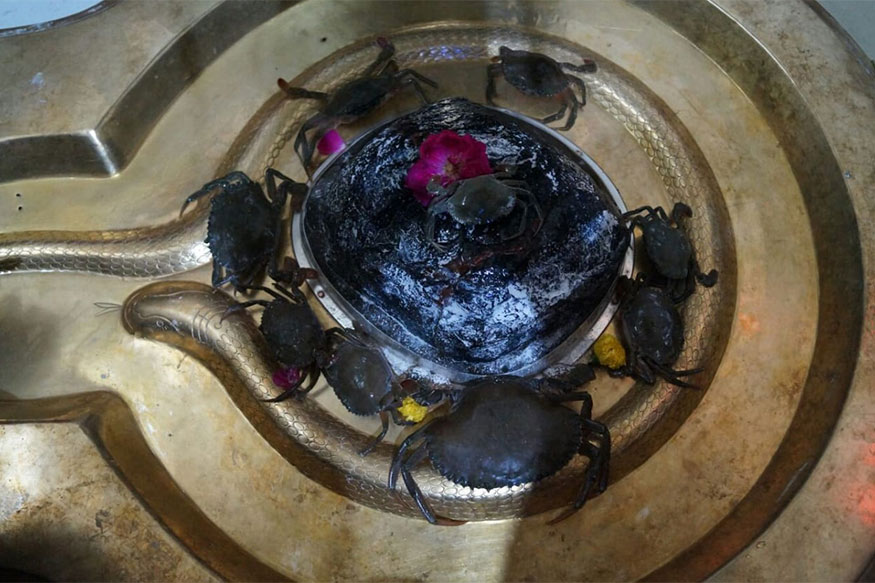 કિર્તેશ પટેલ, સુરત : શું તમે ક્યારેય ભગવાનને જીવતા કરચલા ચડતા જોયા છે? શું તમે ક્યારેય મરી ગયેલા લોકોની ઈચ્છા એમના મોત બાદ પૂરી થતા જોઈ છે? આજે આપણે ગુજરાતના સુરત શહેરમાં જઈએ, જ્યાં એવું જોવા મળ્યું જેની કલ્પના પણ નથી કરી શકાતી. સુરતમાં ભગવાન શિવને ભક્તો પોતાની મનોકામના પૂરી થતા વર્ષમાં એકવાર જીવતા કરચલા ચઢાવે છે. એટલું જ નહીં આજના દિવસે સ્મશાન ઘાટ પર મૃત્ય પામનાર લોકોના પરિવાર મૃતકોની ઇચ્છા પ્રમાણે તેમની મનગમતી ખાવા-પીવાની વસ્તુઓ અર્પણ કરે છે. કિર્તેશ પટેલ, સુરત : શું તમે ક્યારેય ભગવાનને જીવતા કરચલા ચડતા જોયા છે? શું તમે ક્યારેય મરી ગયેલા લોકોની ઈચ્છા એમના મોત બાદ પૂરી થતા જોઈ છે? આજે આપણે ગુજરાતના સુરત શહેરમાં જઈએ, જ્યાં એવું જોવા મળ્યું જેની કલ્પના પણ નથી કરી શકાતી. સુરતમાં ભગવાન શિવને ભક્તો પોતાની મનોકામના પૂરી થતા વર્ષમાં એકવાર જીવતા કરચલા ચઢાવે છે. એટલું જ નહીં આજના દિવસે સ્મશાન ઘાટ પર મૃત્ય પામનાર લોકોના પરિવાર મૃતકોની ઇચ્છા પ્રમાણે તેમની મનગમતી ખાવા-પીવાની વસ્તુઓ અર્પણ કરે છે.