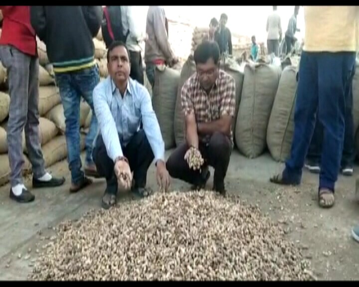 સોમાં નો દાવો :સોમા એ એવો પણ દાવો કર્યો છે કે ચાલુ વર્ષે ગુજરાતમાં મગફળી વહેલું વાવેતર અને સારા વરસાદ થી અંદાજીત 10 લાખટન ઉત્પાદન વધી શકે છે. ચીન સાથે તંગદિલીને કારણે એક્સપોર્ટ કરવામાં અડચણ થઇ શકે છે.સરકારે મગફળી ખરીદી એટલે ગતવર્ષે સારા ભાવ મળ્યા હતા. (પ્રતિકાત્મક તસવીર) સોમાં નો દાવો :સોમા એ એવો પણ દાવો કર્યો છે કે ચાલુ વર્ષે ગુજરાતમાં મગફળી વહેલું વાવેતર અને સારા વરસાદ થી અંદાજીત 10 લાખટન ઉત્પાદન વધી શકે છે. ચીન સાથે તંગદિલીને કારણે એક્સપોર્ટ કરવામાં અડચણ થઇ શકે છે.સરકારે મગફળી ખરીદી એટલે ગતવર્ષે સારા ભાવ મળ્યા હતા. (પ્રતિકાત્મક તસવીર)