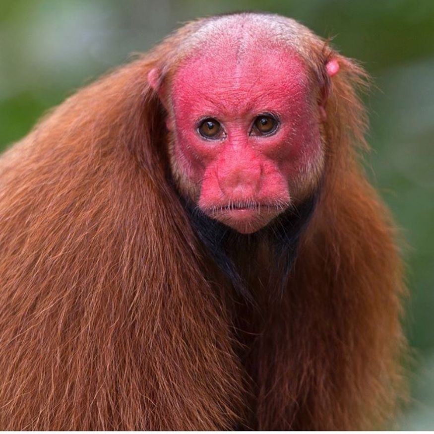 Bald Uakari: નામ મુજબ આ વાનર પ્રજાતિના માથે વાળ નથી હોતા. આ પ્રજાતિના વાનરો સામે અસ્તિત્વનો પ્રશ્ન પણ ઊભો થયો છે. (Image: Instagram) Bald Uakari: નામ મુજબ આ વાનર પ્રજાતિના માથે વાળ નથી હોતા. આ પ્રજાતિના વાનરો સામે અસ્તિત્વનો પ્રશ્ન પણ ઊભો થયો છે. (Image: Instagram)