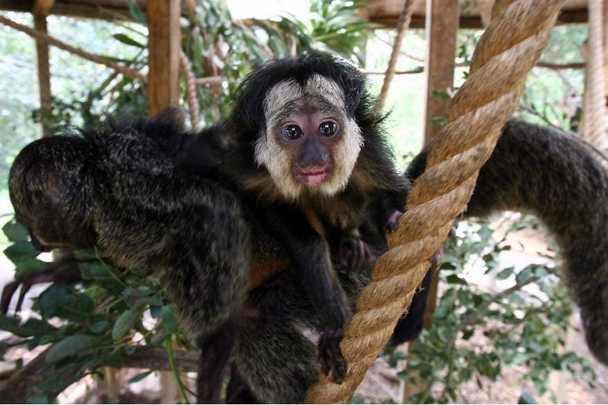 White-faced Saki: પહેલી નજરે તમને આ વાનર રીંછ જેવું લાગશે. આ પ્રજાતિના વાંદોર આફ્રિકા અને અમેરિકાના કેટલાક વિસ્તારોમાં મળી આવે છે. તેમને પાંદડા, બીજ અને નટ્સ ખૂબ જ ભાવે છે. (Image: Reuters) White-faced Saki: પહેલી નજરે તમને આ વાનર રીંછ જેવું લાગશે. આ પ્રજાતિના વાંદોર આફ્રિકા અને અમેરિકાના કેટલાક વિસ્તારોમાં મળી આવે છે. તેમને પાંદડા, બીજ અને નટ્સ ખૂબ જ ભાવે છે. (Image: Reuters)
