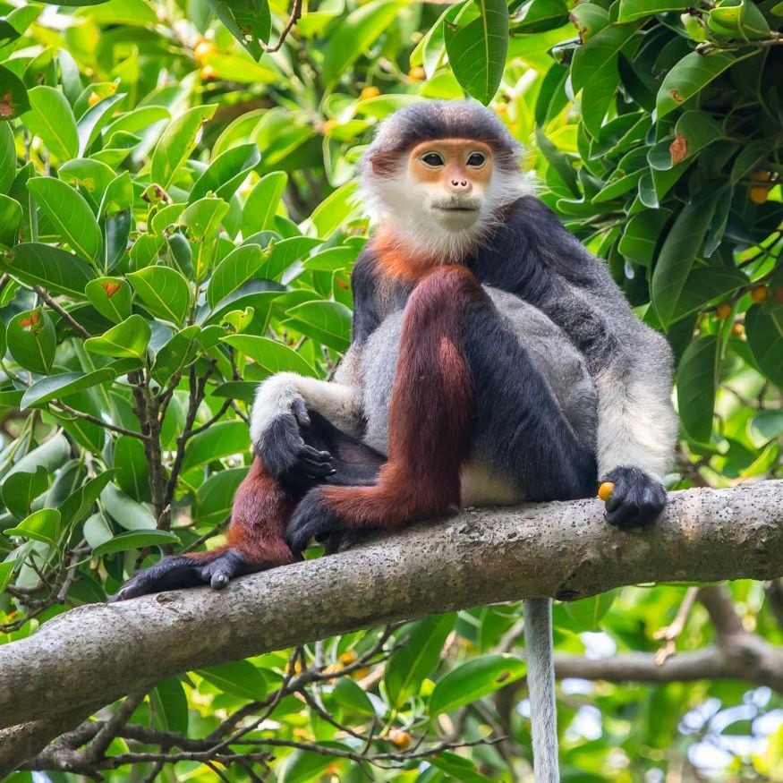 Red Shanked Douc: આ પ્રજાતિના વાનરો Queen of Primates તરીકે ઓળખાય છે. આ પ્રજાતિના નર વાનરનું વજન 11 કિલોગ્રામ જેટલું હોય છે જ્યારે માદાનું વજન 9 કિલોગ્રામ જેટલું હોય છે. (Image: Reuters) Red Shanked Douc: આ પ્રજાતિના વાનરો Queen of Primates તરીકે ઓળખાય છે. આ પ્રજાતિના નર વાનરનું વજન 11 કિલોગ્રામ જેટલું હોય છે જ્યારે માદાનું વજન 9 કિલોગ્રામ જેટલું હોય છે. (Image: Reuters)