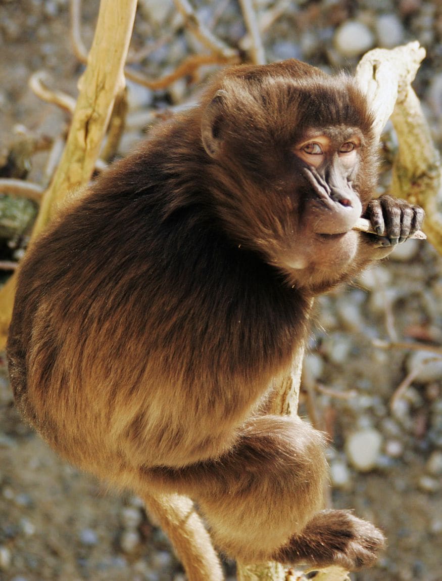 Gelada: યૂથોપિયન ટાપુઓ પર જોવા મળતા આ પ્રજાતિના વાનરોનો દેખાવ થોડે ઘણે અંશે બબૂન જેવો હોય છે. મોટું અને લાંબી ચામડી અને પાંપણોને કારણે તે જોવામાં અલગ લાગે છે. (Image: Reuters) Gelada: યૂથોપિયન ટાપુઓ પર જોવા મળતા આ પ્રજાતિના વાનરોનો દેખાવ થોડે ઘણે અંશે બબૂન જેવો હોય છે. મોટું અને લાંબી ચામડી અને પાંપણોને કારણે તે જોવામાં અલગ લાગે છે. (Image: Reuters)