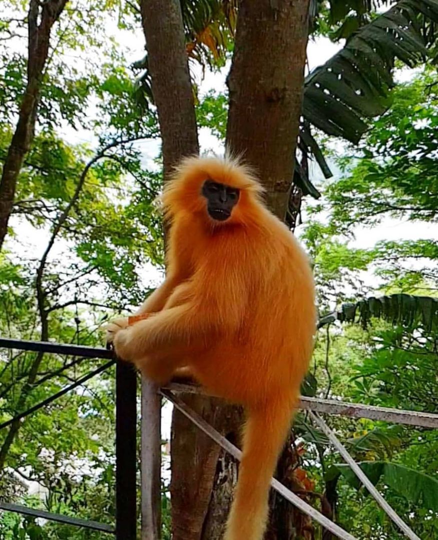 Gee’s Golden Langur: આ લંગુર ભારતના પૂર્વ વિસ્તારમાં જોવા મળે છે. તેની સોનેરી કલરની ચામડી તેને બીજી વાનર પ્રજાતિઓથી અલગ પાડે છે. (Image: Himanshu Jaiswal) Gee’s Golden Langur: આ લંગુર ભારતના પૂર્વ વિસ્તારમાં જોવા મળે છે. તેની સોનેરી કલરની ચામડી તેને બીજી વાનર પ્રજાતિઓથી અલગ પાડે છે. (Image: Himanshu Jaiswal)