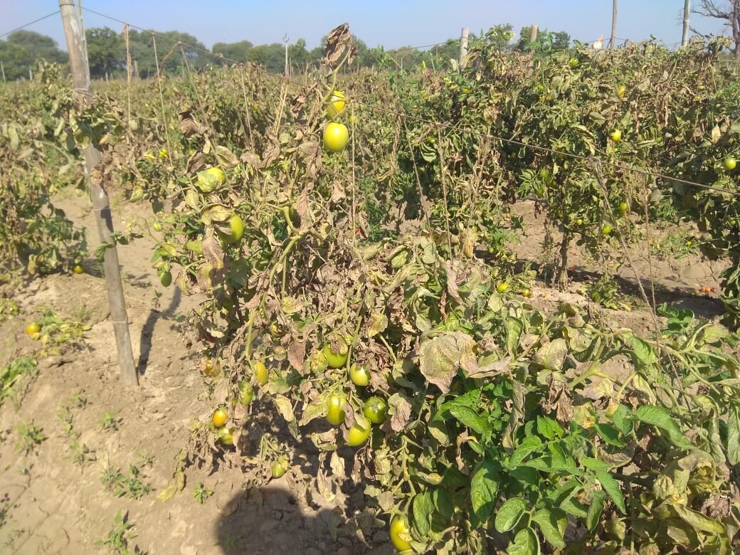 આ ઉપરાંત મજૂરી 20થી 25 હજાર એમ કુલ 75થી 80 હજાર ખર્ચ થાય છે. જેની સામે સાનુકૂળ વાતાવરણ રહે તો 1 વિઘમાં 500 થી 700 મણ ટામેટા પાકે અને 1 લાખથી દોઢ લાખ ભાવ મળે. પણ હાલ ભાવ નહિ મળતા વિધે 30થી 50 હજારનું નુકશાન જઇ રહ્યું છે. જેથી જેમ સરકાર મગફળીમાં અને કપાસમાં ટેકાના ભાવ આપે છે તેમ ટામેટામાં પણ ટેકાના ભાવ જાહેર કરવાની માંગ ઉઠી છે. આ ઉપરાંત મજૂરી 20થી 25 હજાર એમ કુલ 75થી 80 હજાર ખર્ચ થાય છે. જેની સામે સાનુકૂળ વાતાવરણ રહે તો 1 વિઘમાં 500 થી 700 મણ ટામેટા પાકે અને 1 લાખથી દોઢ લાખ ભાવ મળે. પણ હાલ ભાવ નહિ મળતા વિધે 30થી 50 હજારનું નુકશાન જઇ રહ્યું છે. જેથી જેમ સરકાર મગફળીમાં અને કપાસમાં ટેકાના ભાવ આપે છે તેમ ટામેટામાં પણ ટેકાના ભાવ જાહેર કરવાની માંગ ઉઠી છે.