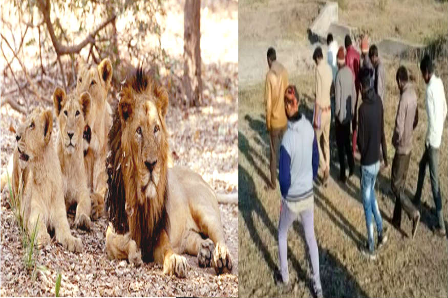 અમરેલી : ગીરકાંઠાના જિલ્લાઓમાં સિંહ- દીપડાના શિકારના કારણે માલધારીઓ અને ખેડૂતોના માલ ઢોરને નુકસાની થાય છે. સતત બની રહેલી આ ઘટના વચ્ચે ગઈકાલે રાત્રે ચાર સિંહોનું ઝૂંડ બગસરા પંથકમાં ત્રાટક્યું હતું. સિંહોએ ઘેટાં-બકરાંની ગમાણમાં હુમલો કરી અને કેટલાક ઘેટાં-બકરાંને ફાડી ખાધા હતા. આ હુમલામાં સિંહોના આતંકના કારણે 80 જેટલા ઘેટાં-બકરાંના મોતથી હાહાકાર મચી ગયો છે. અમરેલી : ગીરકાંઠાના જિલ્લાઓમાં સિંહ- દીપડાના શિકારના કારણે માલધારીઓ અને ખેડૂતોના માલ ઢોરને નુકસાની થાય છે. સતત બની રહેલી આ ઘટના વચ્ચે ગઈકાલે રાત્રે ચાર સિંહોનું ઝૂંડ બગસરા પંથકમાં ત્રાટક્યું હતું. સિંહોએ ઘેટાં-બકરાંની ગમાણમાં હુમલો કરી અને કેટલાક ઘેટાં-બકરાંને ફાડી ખાધા હતા. આ હુમલામાં સિંહોના આતંકના કારણે 80 જેટલા ઘેટાં-બકરાંના મોતથી હાહાકાર મચી ગયો છે.