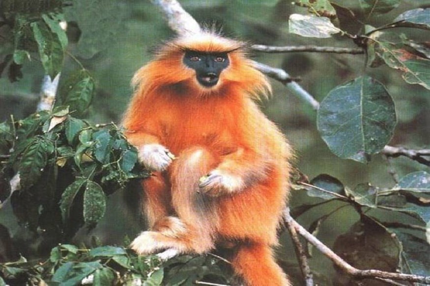 ગોલ્ડન લંગૂર (trachypithecus geei) વિલુપ્ત થતી પ્રજાતી છે. આ લંગૂર ભૂટાન અને પશ્વિમી આસામમાં બ્રહ્મપુત્ર નદીના ટાપુઓ જોવા ઉપર મળે છે. પરંતુ જળવાયુ પરિવર્તન અને સરકારની અનદેખીના કારણે ગોલ્ડન લંગૂર ભારતમાંથી વિલુપ્ત થઈ ગયા છે. (પ્રતિકાત્મક તસવીર) ગોલ્ડન લંગૂર (trachypithecus geei) વિલુપ્ત થતી પ્રજાતી છે. આ લંગૂર ભૂટાન અને પશ્વિમી આસામમાં બ્રહ્મપુત્ર નદીના ટાપુઓ જોવા ઉપર મળે છે. પરંતુ જળવાયુ પરિવર્તન અને સરકારની અનદેખીના કારણે ગોલ્ડન લંગૂર ભારતમાંથી વિલુપ્ત થઈ ગયા છે. (પ્રતિકાત્મક તસવીર)