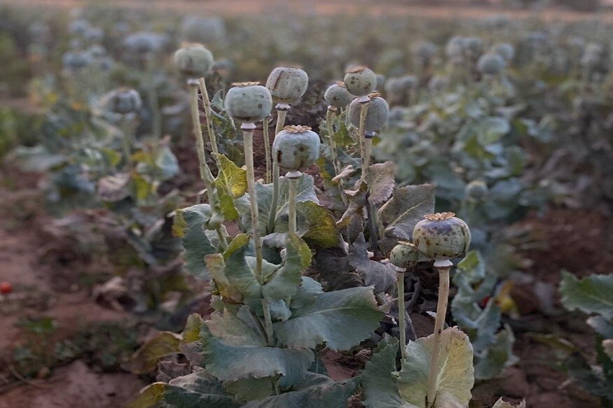 Arrest of an illegal opium farmer in morbi– News18 Gujarati