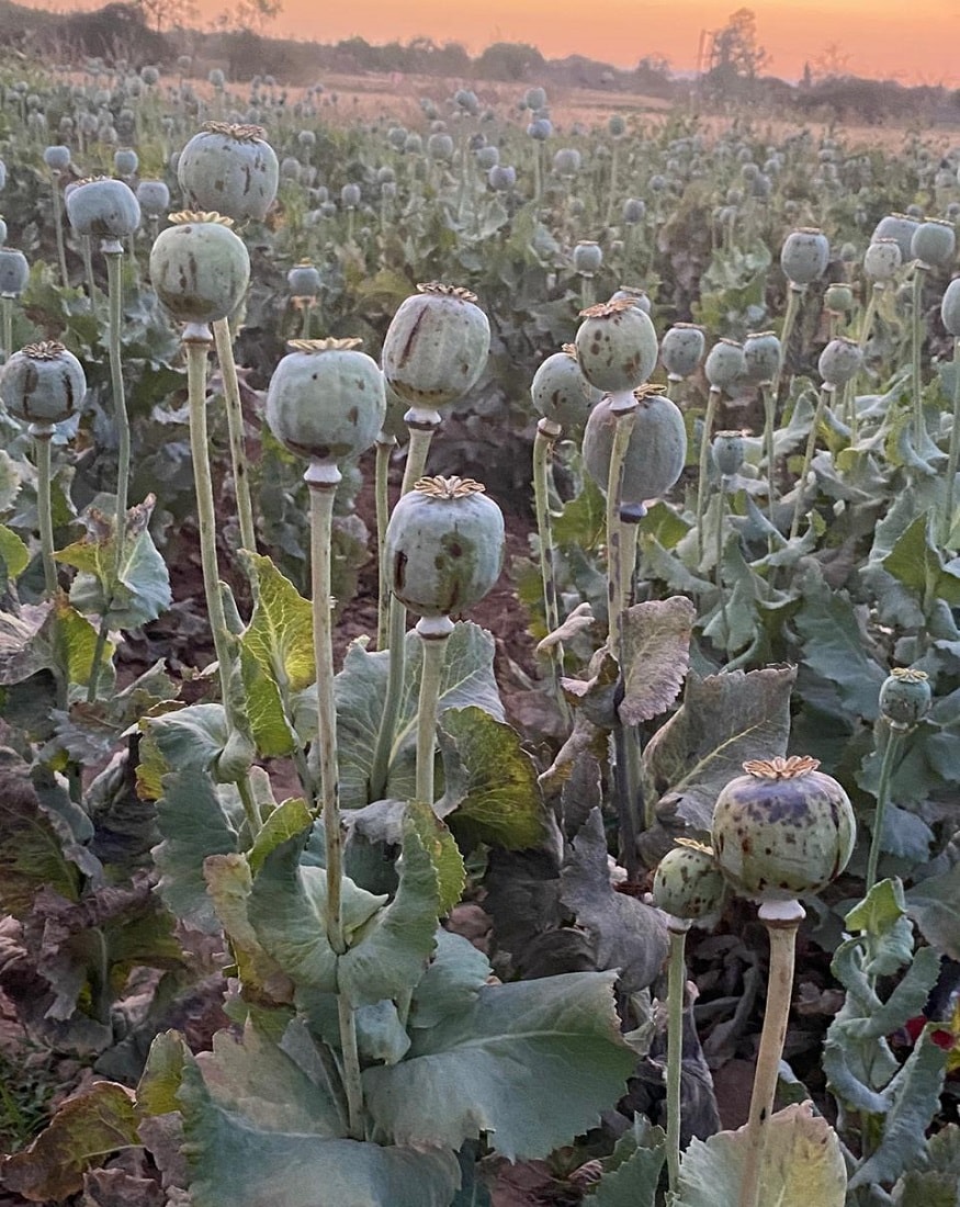 આરોપીએ ગેરકાયદેસર પાસ પરમીટ કે આધાર વગર બિનઅધિકૃત રીતે માદક પદાર્થ અફીણના છોડ આશરે 1951 ડુંડા સાથેના છોડ વાવી ગેરકાયદેસર અફીણની ખેતી કરી ડુંડાઓને ધારદાર વસ્તુઓથી ચેકા મારી તેમાંથી માદક પદાર્થ અફીણનો રસ મેળવી અફીણની ખેતી કરી. આરોપીએ ગેરકાયદેસર પાસ પરમીટ કે આધાર વગર બિનઅધિકૃત રીતે માદક પદાર્થ અફીણના છોડ આશરે 1951 ડુંડા સાથેના છોડ વાવી ગેરકાયદેસર અફીણની ખેતી કરી ડુંડાઓને ધારદાર વસ્તુઓથી ચેકા મારી તેમાંથી માદક પદાર્થ અફીણનો રસ મેળવી અફીણની ખેતી કરી.