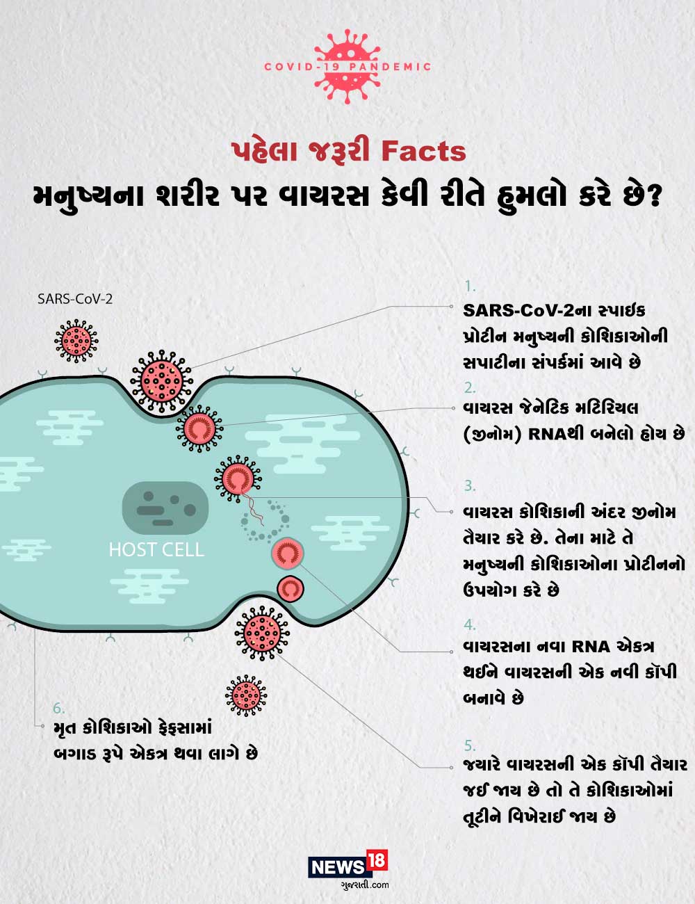 મનુષ્યના શરીર પર વાયરસ કેવી રીતે હુમલો કરે છે? - SARS-CoV-2ના સ્પાઇક પ્રોટીન મનુષ્યની કોશિકાઓની સપાટીના સંપર્કમાં આવે છે. વાયરસ જેનેટિક મટિરિયલ (જીનોમ) RNAથી બનેલો હોય છે. વાયરસ કોશિકાની અંદર જીનોમ તૈયાર કરે છે. તેના માટે તે મનુષ્યની કોશિકાઓના પ્રોટીનનો ઉપયોગ કરે છે. વાયરસના નવા RNA એકત્ર થઈને વાયરસની એક નવી કૉપી બનાવે છે. જ્યારે વાયરસની એક કૉપી તૈયાર જઈ જાય છે તો તે કોશિકાઓમાં તૂટીને વિખેરાઈ જાય છે. મૃત કોશિકાઓ ફેફસામાં બગાડ રૂપે એકત્ર થવા લાગે છે. મનુષ્યના શરીર પર વાયરસ કેવી રીતે હુમલો કરે છે? - SARS-CoV-2ના સ્પાઇક પ્રોટીન મનુષ્યની કોશિકાઓની સપાટીના સંપર્કમાં આવે છે. વાયરસ જેનેટિક મટિરિયલ (જીનોમ) RNAથી બનેલો હોય છે. વાયરસ કોશિકાની અંદર જીનોમ તૈયાર કરે છે. તેના માટે તે મનુષ્યની કોશિકાઓના પ્રોટીનનો ઉપયોગ કરે છે. વાયરસના નવા RNA એકત્ર થઈને વાયરસની એક નવી કૉપી બનાવે છે. જ્યારે વાયરસની એક કૉપી તૈયાર જઈ જાય છે તો તે કોશિકાઓમાં તૂટીને વિખેરાઈ જાય છે. મૃત કોશિકાઓ ફેફસામાં બગાડ રૂપે એકત્ર થવા લાગે છે.