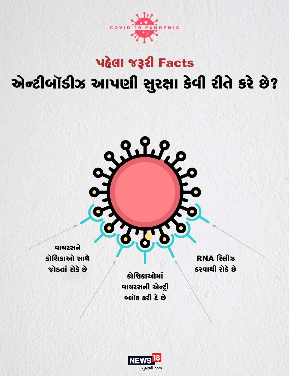 એન્ટીબૉડીઝ આપણી સુરક્ષા કેવી રીતે કરે છે? - વાયરસને કોશિકાઓ સાથે જોડતાં રોકે છે. કોશિકાઓમાં વાયરસની એન્ટ્રી બ્લૉક કરી દે છે. RNA રિલીઝ કરવાથી રોકે છે. એન્ટીબૉડીઝ આપણી સુરક્ષા કેવી રીતે કરે છે? - વાયરસને કોશિકાઓ સાથે જોડતાં રોકે છે. કોશિકાઓમાં વાયરસની એન્ટ્રી બ્લૉક કરી દે છે. RNA રિલીઝ કરવાથી રોકે છે.