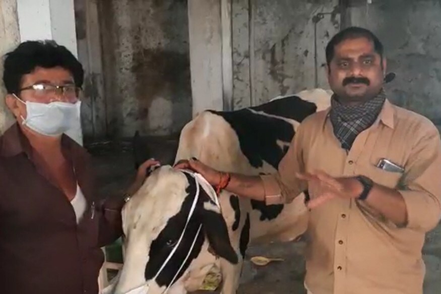 બીજી તરફ મહાનગરપાલિકાના કમિશનરને પણ અપીલ કરાઈ છે કે ઢોર ડબ્બામાં ગાયોને માસ્ક પહેરાવવામાં આવે અને દવાનો છંટકાવ કરવામાં આવે. જો આવું ન કરી શકો તો તમામ ઢોર ડબ્બામાં રહેલી 1000થી પણ વધારે ગાયોમાં રણજીત મૂંધવા દ્વારા જ માસ્ક પહેરાવી દવાનો છંટકાવ કરવામાં આવશે તેમ જણાવવામાં આવ્યું હતું. બીજી તરફ મહાનગરપાલિકાના કમિશનરને પણ અપીલ કરાઈ છે કે ઢોર ડબ્બામાં ગાયોને માસ્ક પહેરાવવામાં આવે અને દવાનો છંટકાવ કરવામાં આવે. જો આવું ન કરી શકો તો તમામ ઢોર ડબ્બામાં રહેલી 1000થી પણ વધારે ગાયોમાં રણજીત મૂંધવા દ્વારા જ માસ્ક પહેરાવી દવાનો છંટકાવ કરવામાં આવશે તેમ જણાવવામાં આવ્યું હતું.
