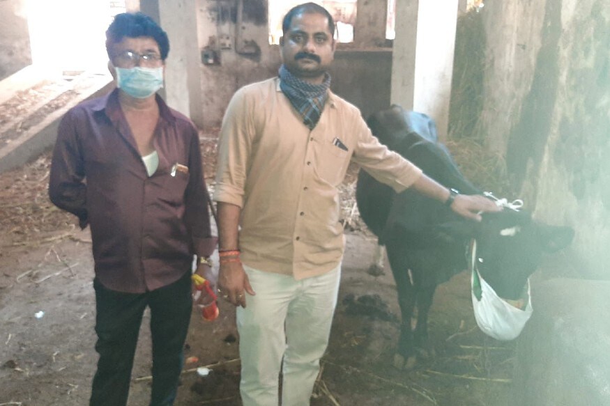 હરીન માત્રાવડિયા, રાજકોટ : આજ રોજ માલધારી સમાજના આગેવાન અને જીવદયા પ્રેમી તરીકે રણજીત મૂંધવા દ્વારા તેની ગાયોને માસ્ક (Cow Mask) પહેરાવ્યું હતું તેમજ સેનિટાઇઝર (Sanitizer) સહીતની દવાનો ગાયોના શરીર પર છંટકાવ કર્યો હતો. સાથે જ ગાયને સોશિયલ ડિસ્ટન્સિંગ (Social Distancing)થી બાંધવામાં આવી હતી. આ સાથે માલધારી સમાજને પણ પોતાની ગાયોને માસ્ક પહેરાવવા અને દવા છાંટવાની અપીલ કરી હતી. હરીન માત્રાવડિયા, રાજકોટ : આજ રોજ માલધારી સમાજના આગેવાન અને જીવદયા પ્રેમી તરીકે રણજીત મૂંધવા દ્વારા તેની ગાયોને માસ્ક (Cow Mask) પહેરાવ્યું હતું તેમજ સેનિટાઇઝર (Sanitizer) સહીતની દવાનો ગાયોના શરીર પર છંટકાવ કર્યો હતો. સાથે જ ગાયને સોશિયલ ડિસ્ટન્સિંગ (Social Distancing)થી બાંધવામાં આવી હતી. આ સાથે માલધારી સમાજને પણ પોતાની ગાયોને માસ્ક પહેરાવવા અને દવા છાંટવાની અપીલ કરી હતી.
