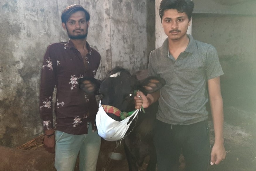 માલધારી આગેવાનના મતે જે રીતે થોડા સમય પહેલા અમેરિકામાં એક વાઘને કોરોના પોઝિટિવ આવ્યો હતો, તેને ધ્યાનમાં રાખીને આગોતરા આયોજન રૂપે પ્રાણીઓમાં કોરોના પોઝિટિવ ન આવે તેના માટે લોકોની જેમ જ પ્રાણીઓની પણ સાવચેતી રાખવામાં આવી રહી છે. આ માટે ગાયોને માસ્ક પહેરાવી, સેનિટાઇઝ કરી સોશિયલ ડિસ્ટન્સિંગ જળવાઈ રહે તે રીતે રાખવામાં આવી રહી છે. માલધારી આગેવાનના મતે જે રીતે થોડા સમય પહેલા અમેરિકામાં એક વાઘને કોરોના પોઝિટિવ આવ્યો હતો, તેને ધ્યાનમાં રાખીને આગોતરા આયોજન રૂપે પ્રાણીઓમાં કોરોના પોઝિટિવ ન આવે તેના માટે લોકોની જેમ જ પ્રાણીઓની પણ સાવચેતી રાખવામાં આવી રહી છે. આ માટે ગાયોને માસ્ક પહેરાવી, સેનિટાઇઝ કરી સોશિયલ ડિસ્ટન્સિંગ જળવાઈ રહે તે રીતે રાખવામાં આવી રહી છે.