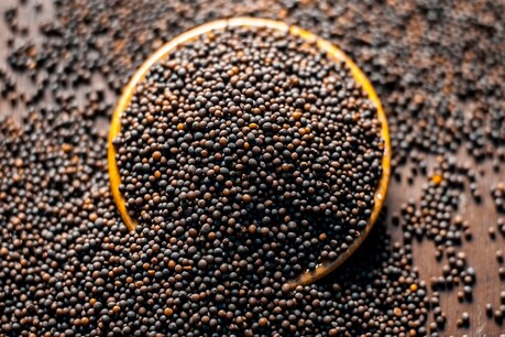 ખોરાક પચવામાં સમસ્યા છે? માથું સતત દુખે છે? તો અજમાવી જુઓ રાઇનાં આ ઉપાયો ખોરાક પચવામાં સમસ્યા છે? માથું સતત દુખે છે? તો અજમાવી જુઓ રાઇનાં આ ઉપાયો
